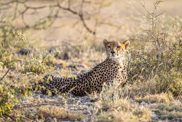 Leopard in grass